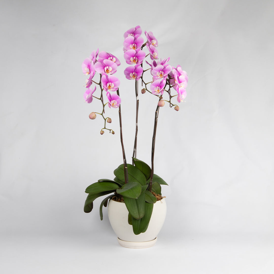 bloomthis-plant-pink-phalaenopsis-orchid-3-stalks-1080x1080-01
