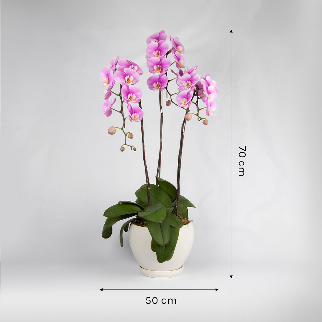 bloomthis-plant-pink-phalaenopsis-orchid-3-stalks-1080x1080-03