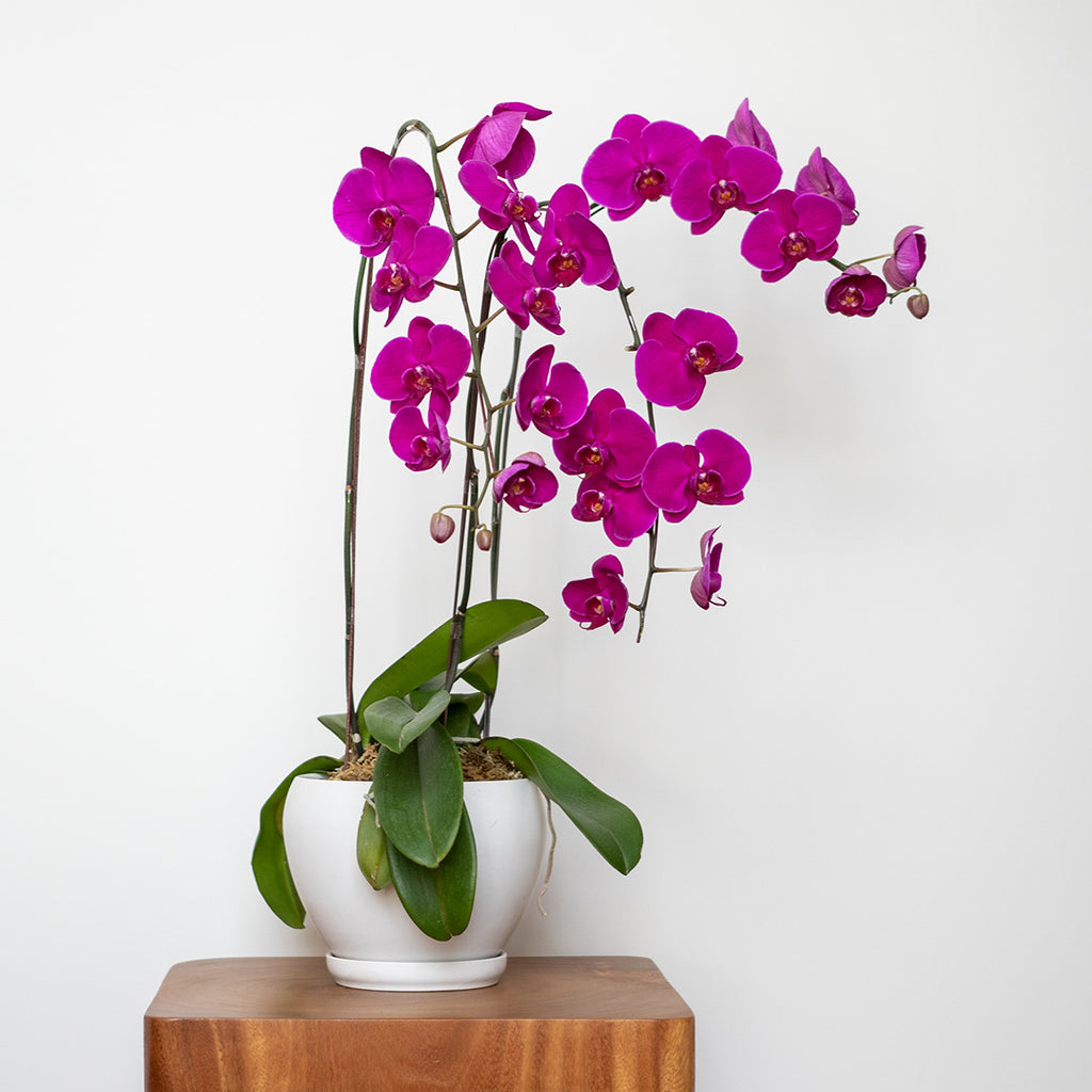 bloomthis-plant-purple-phalaenopsis-orchid-3-stalks-1080x1080-01