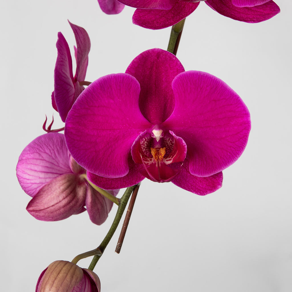 bloomthis-plant-purple-phalaenopsis-orchid-3-stalks-1080x1080-02