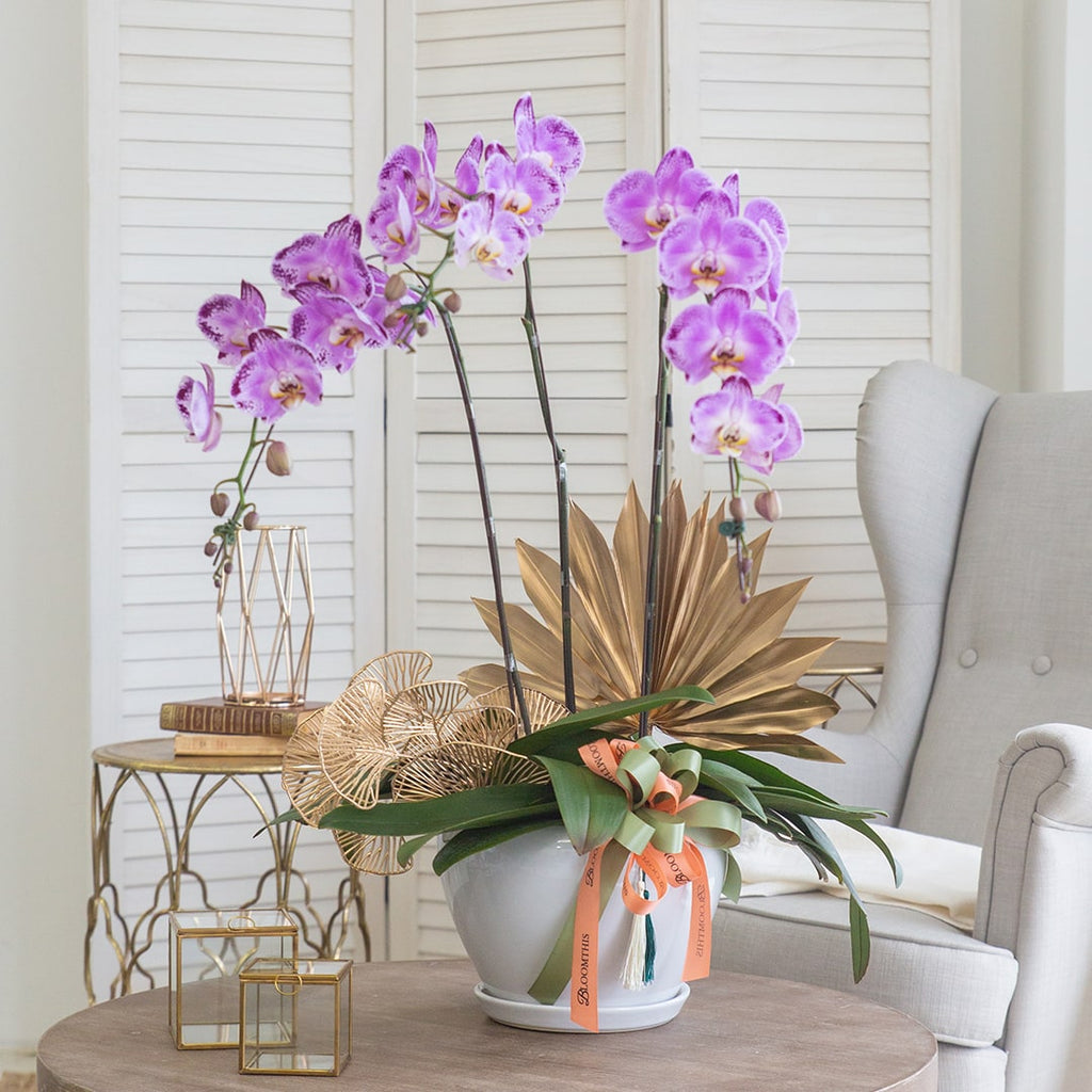 bloomthis-plant-raya-phalaenopsis-orchid-3-stalks-1080x1080-01_36b8dc5c-716d-4540-8cec-3aa18216e2c1
