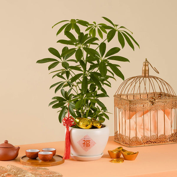 succulent umbrella Umbrella Plant Chinese New Year Plant 2025 | Free Delivery