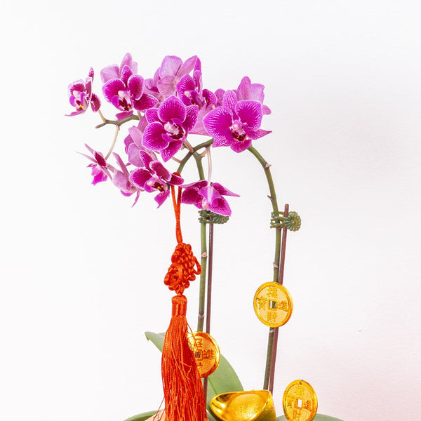 CNY Mini Phalaenopsis Orchid (Purple)