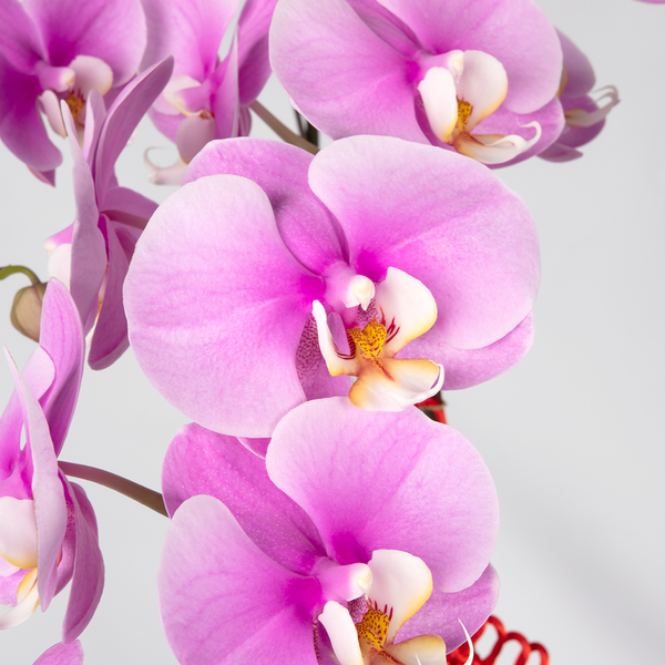 CNY Phalaenopsis Orchid (5 stalks)