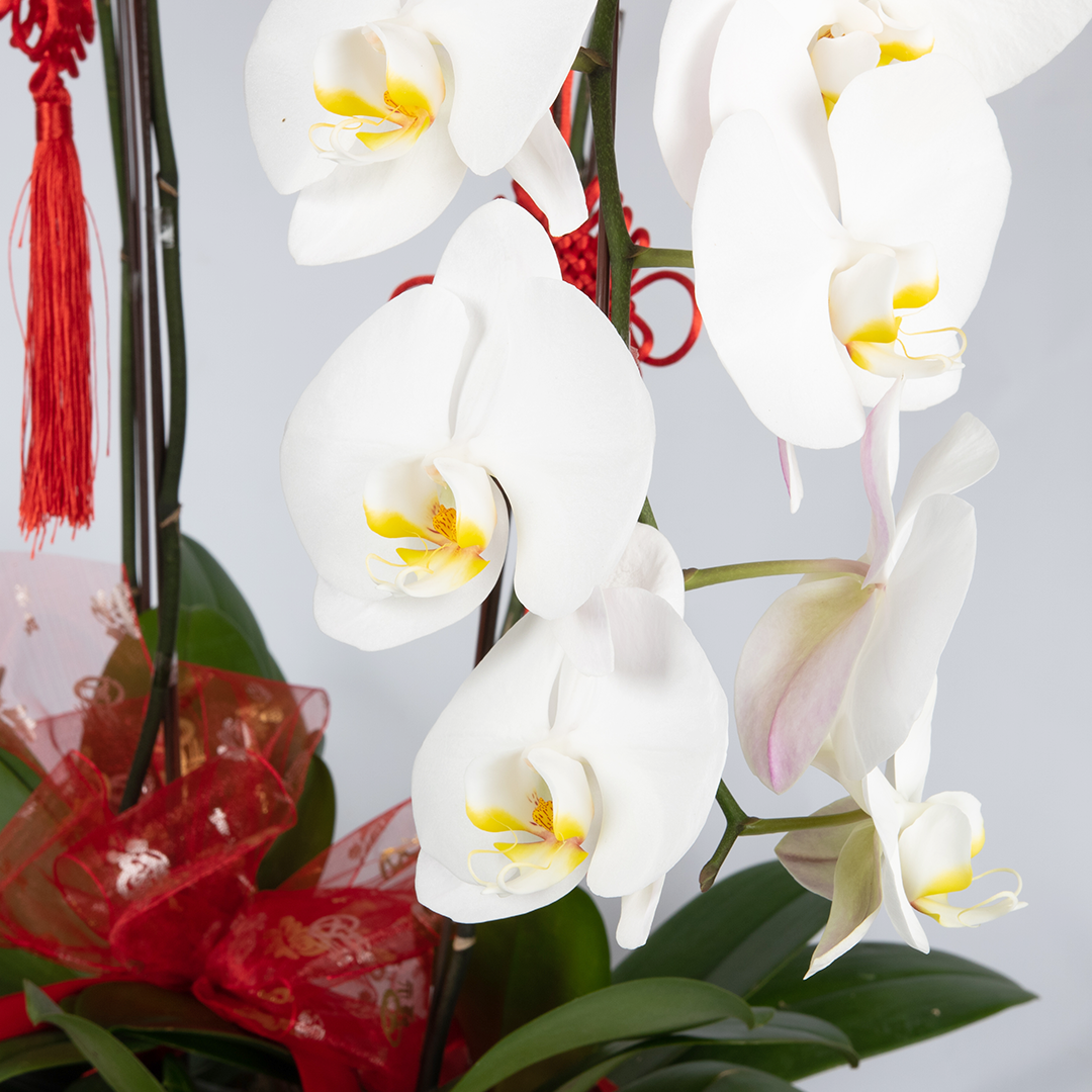 CNY Phalaenopsis Orchid (5 stalks)