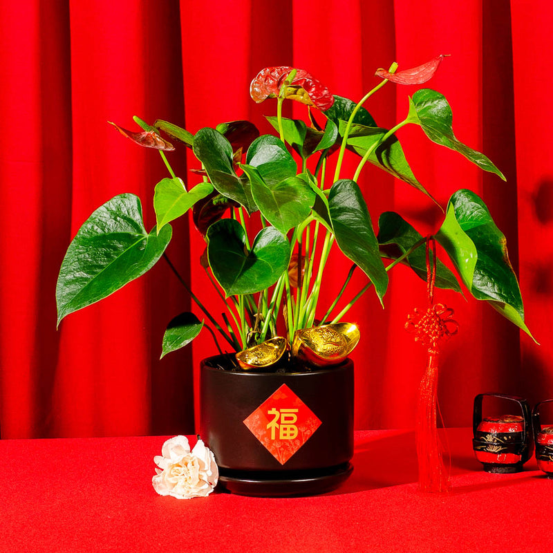 Red Anthurium Chinese New Year Plant