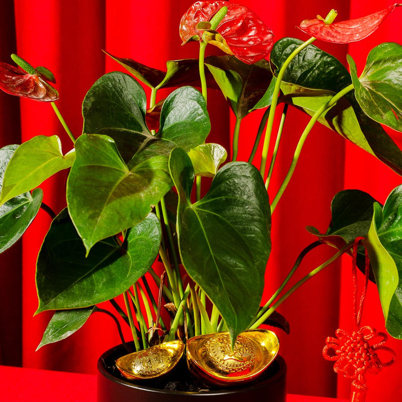 Red Anthurium Chinese New Year Plant