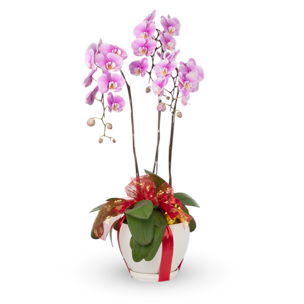 CNY Phalaenopsis Orchid (3 stalks)