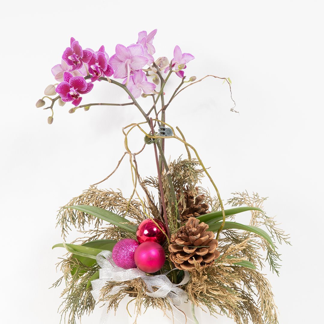 Mini Christmas Orchid (Dual-Tone Purple)