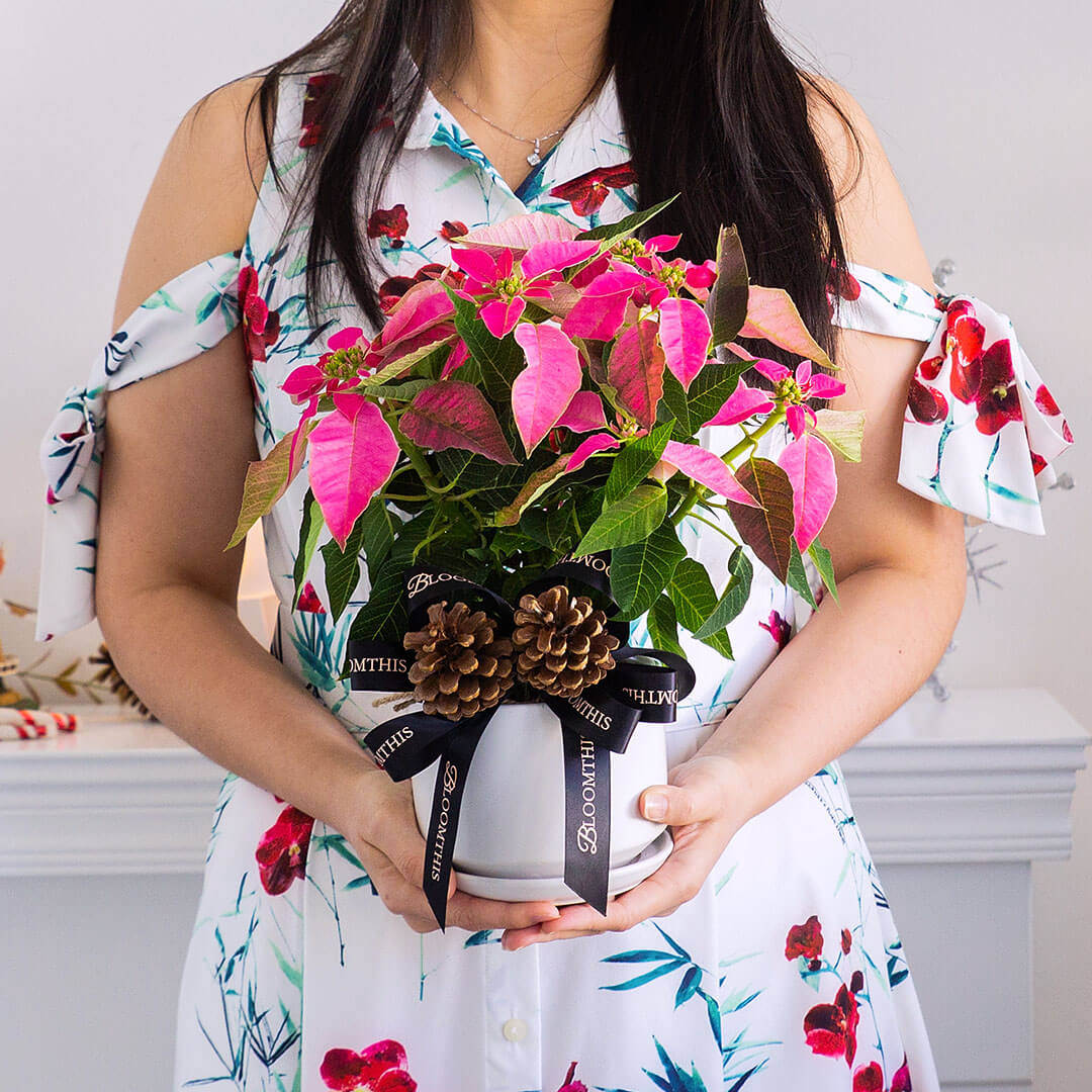 Pink Christmas Poinsettia