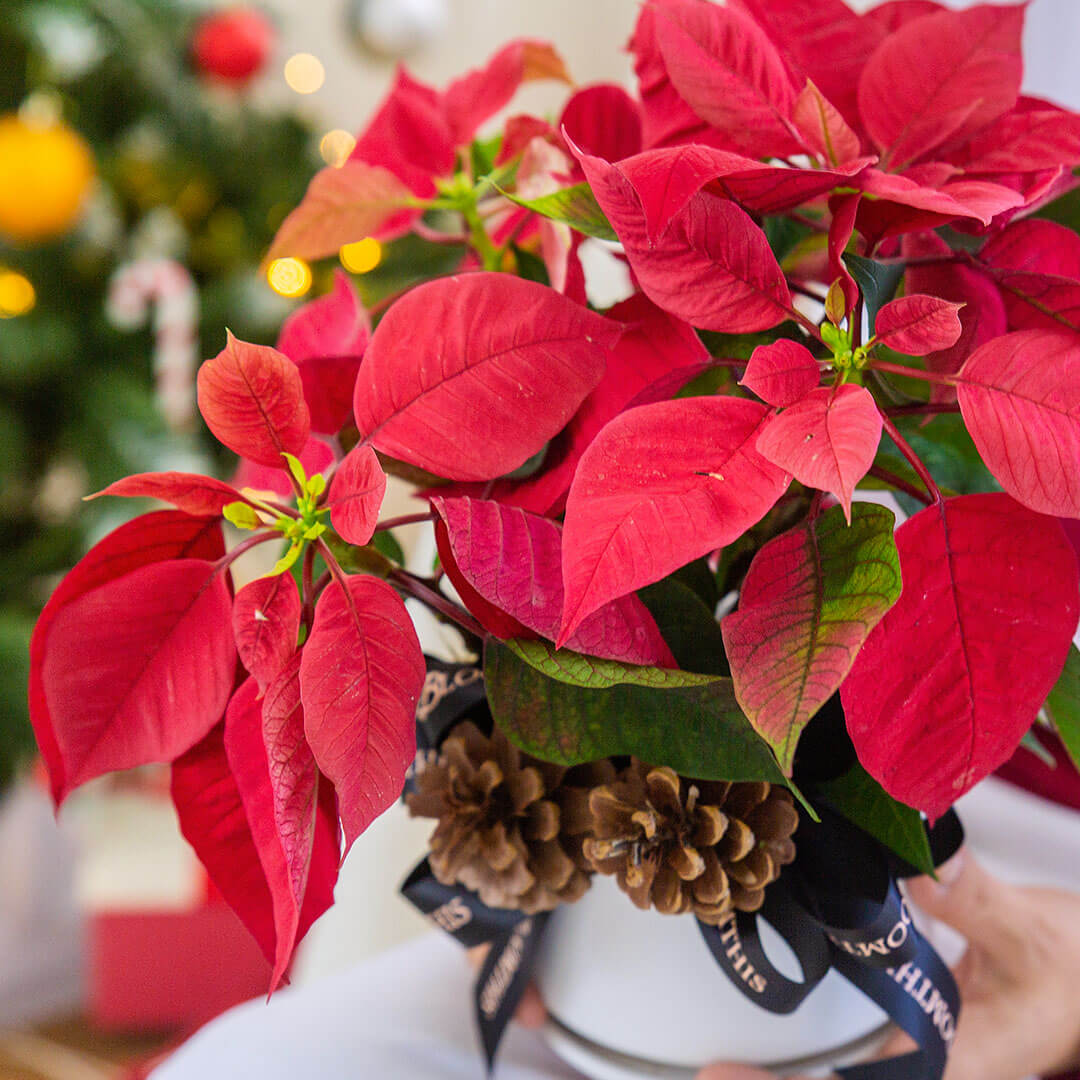 Red Poinsettia Christmas Plant