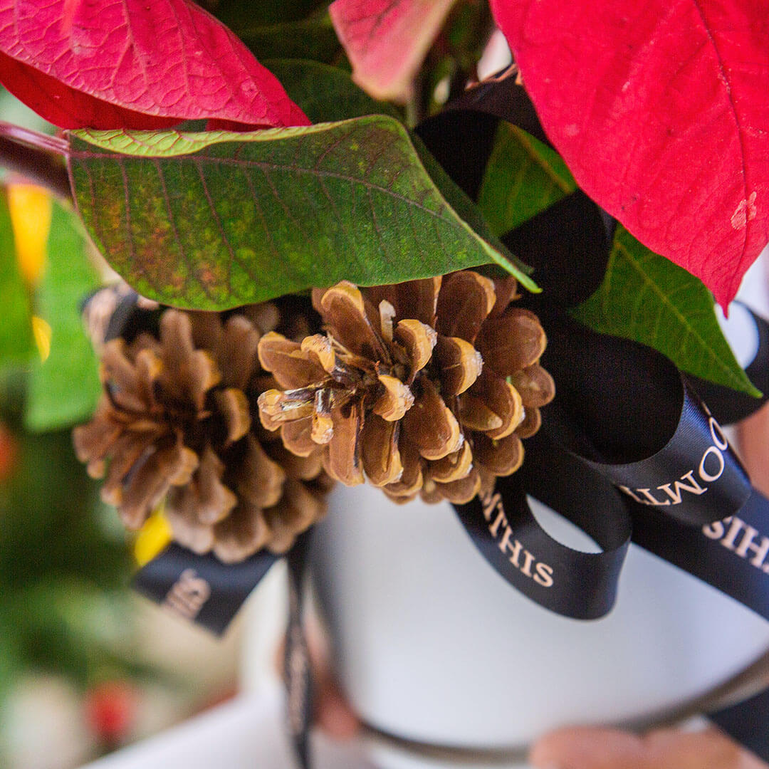 Red Poinsettia Christmas Plant