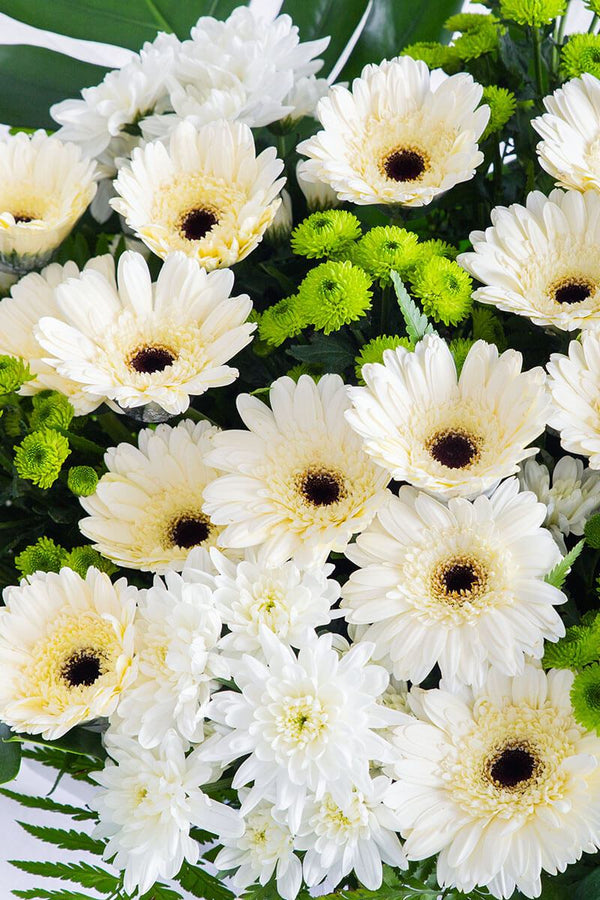 Tally White Gerbera Condolence Flower Stand