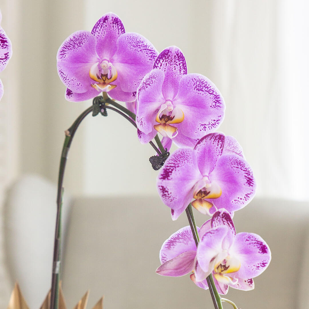 Jodie Phalaenopsis Orchid (1 stalk)