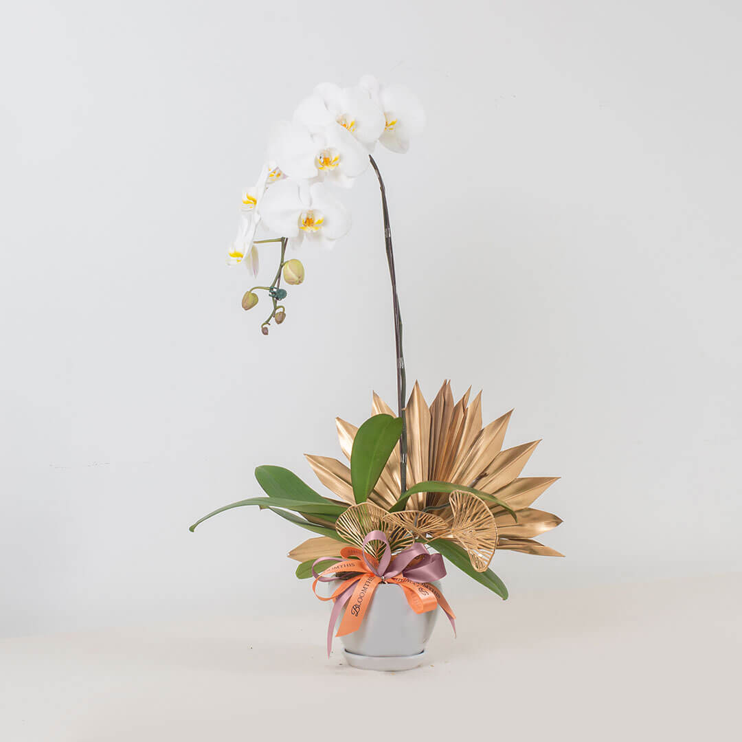 Jodie Phalaenopsis Orchid (1 stalk) (MDV)