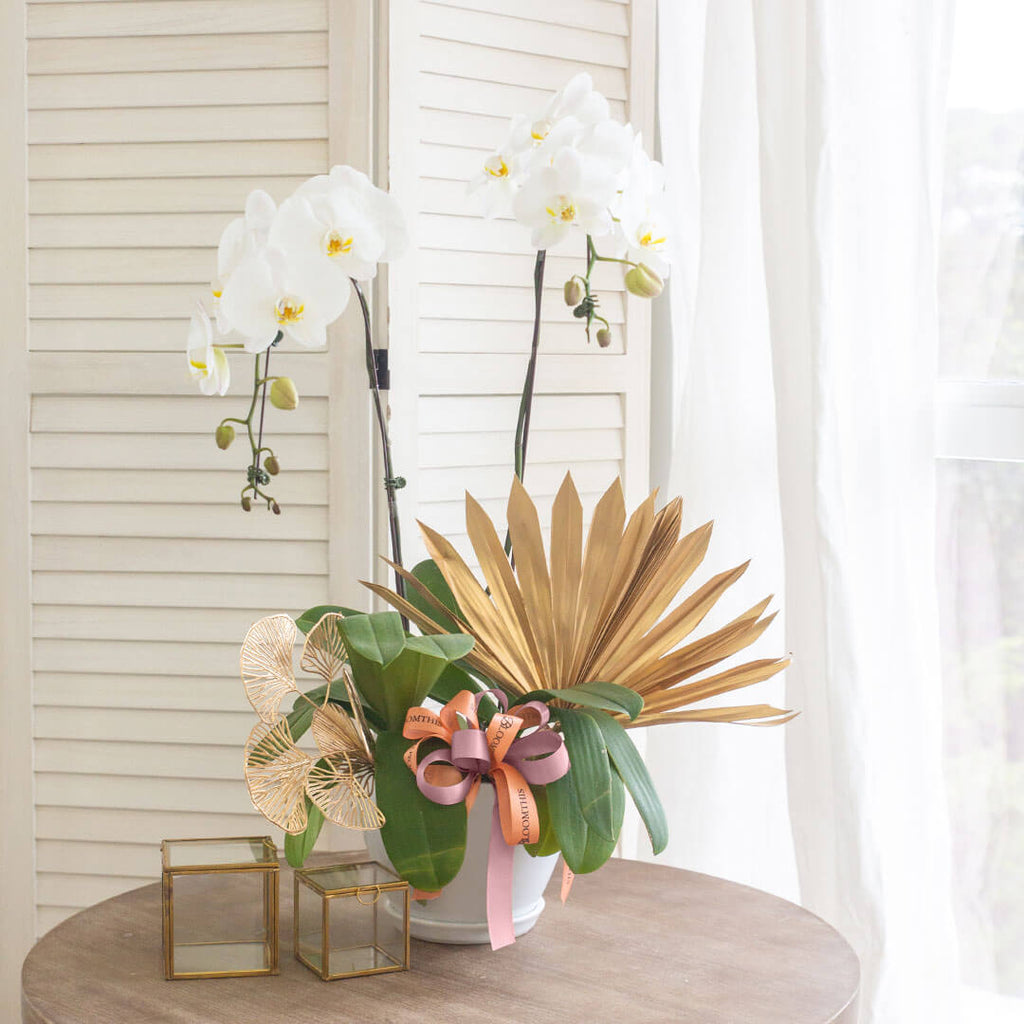 Jodie Phalaenopsis Orchid (2 stalks) (MD)