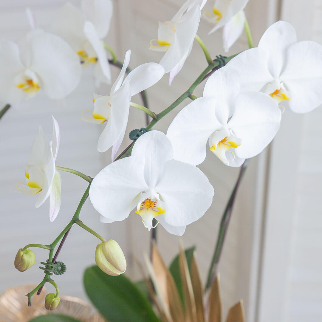 Jodie Phalaenopsis Orchid (2 stalks) (MD)