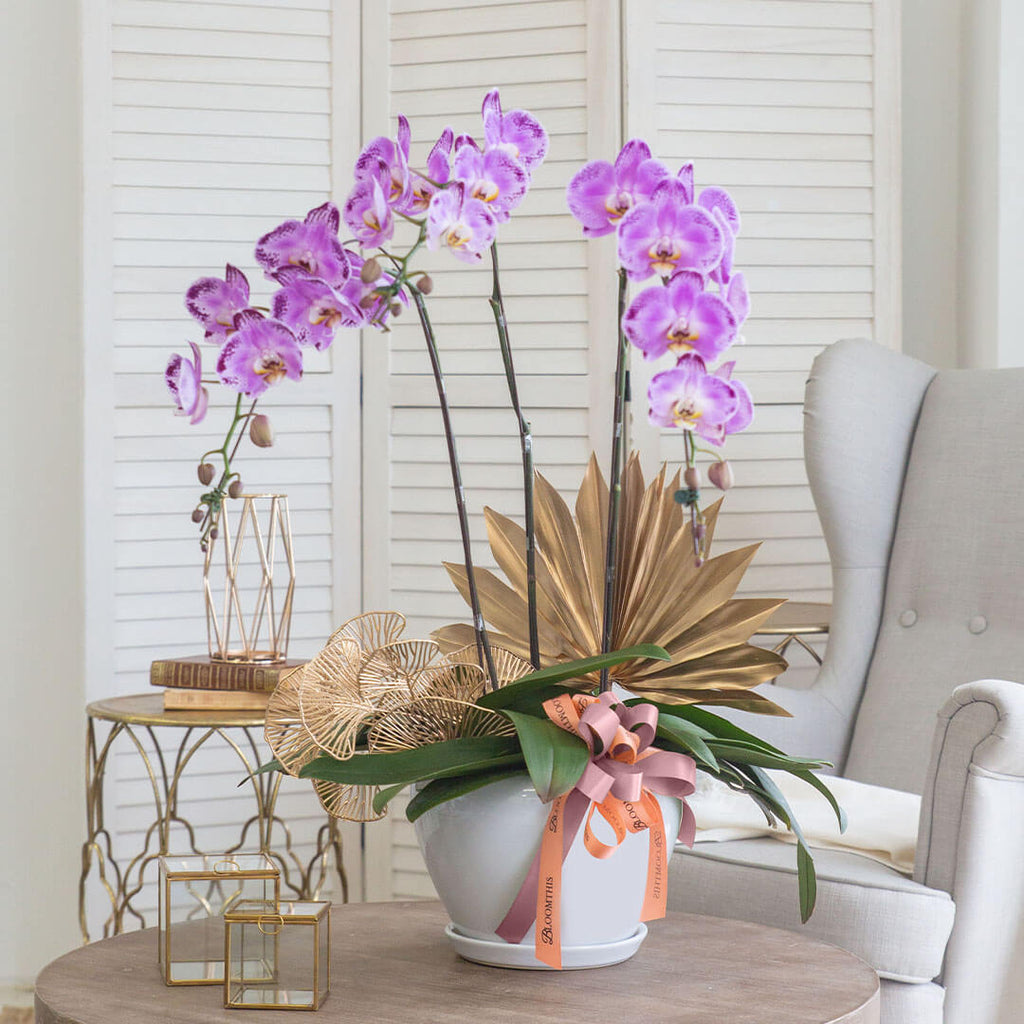 Jodie Phalaenopsis Orchid (3 stalks) (MD)