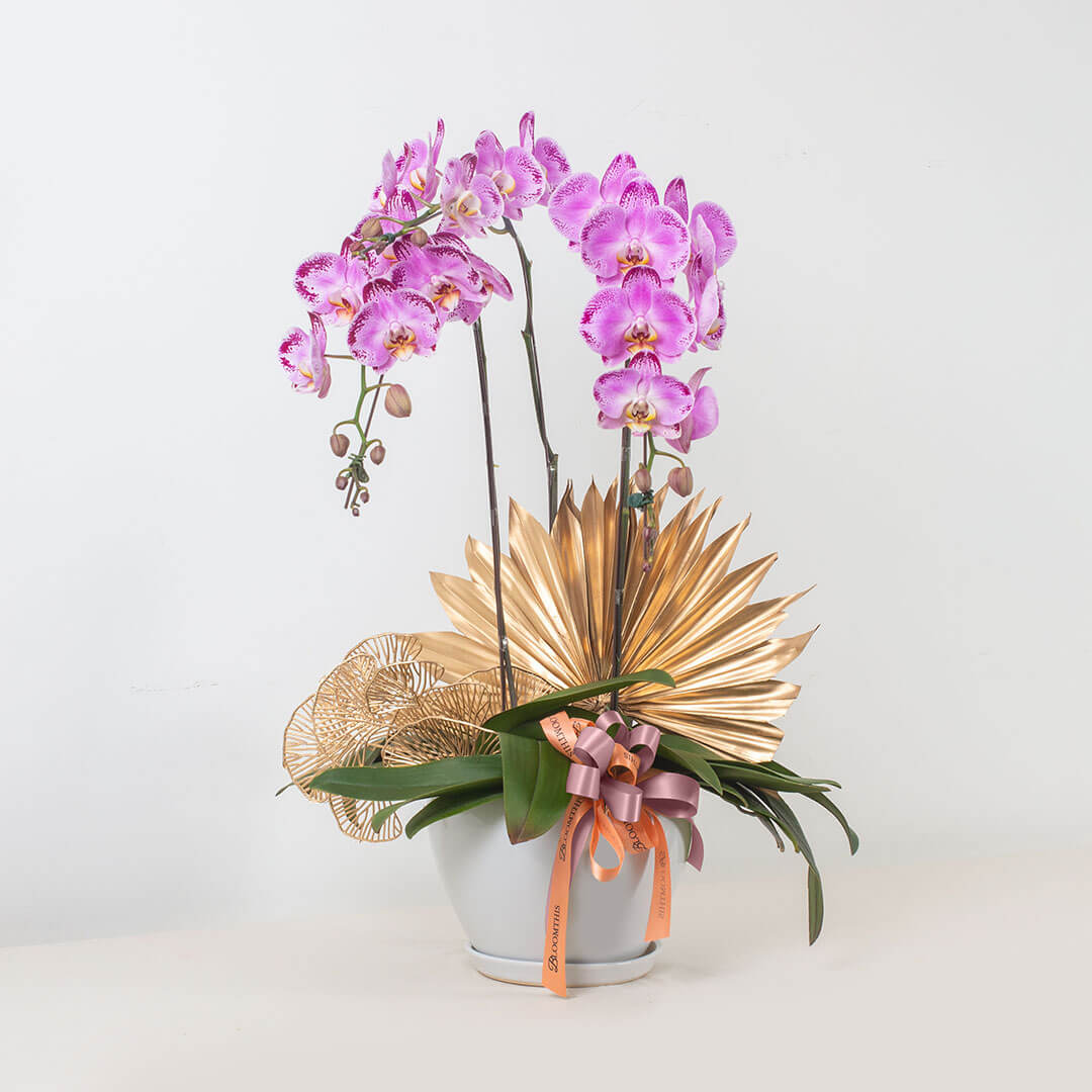 Jodie Phalaenopsis Orchid (3 stalks) (MDV)