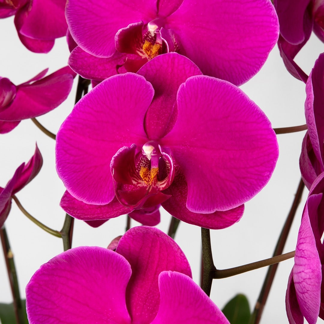 Phalaenopsis Orchid (5 Stalks) (MD)