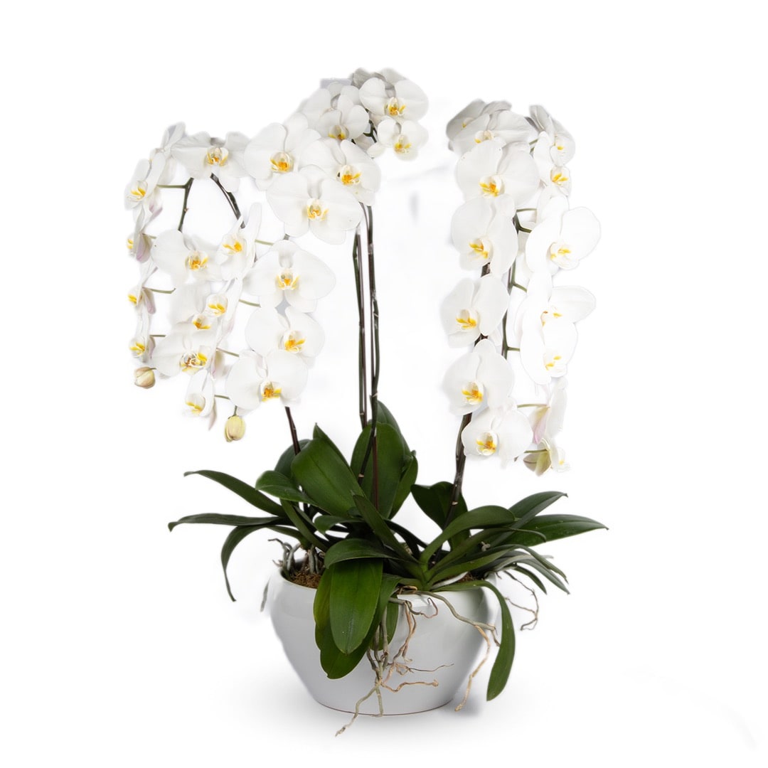 Phalaenopsis Orchid (5 Stalks)