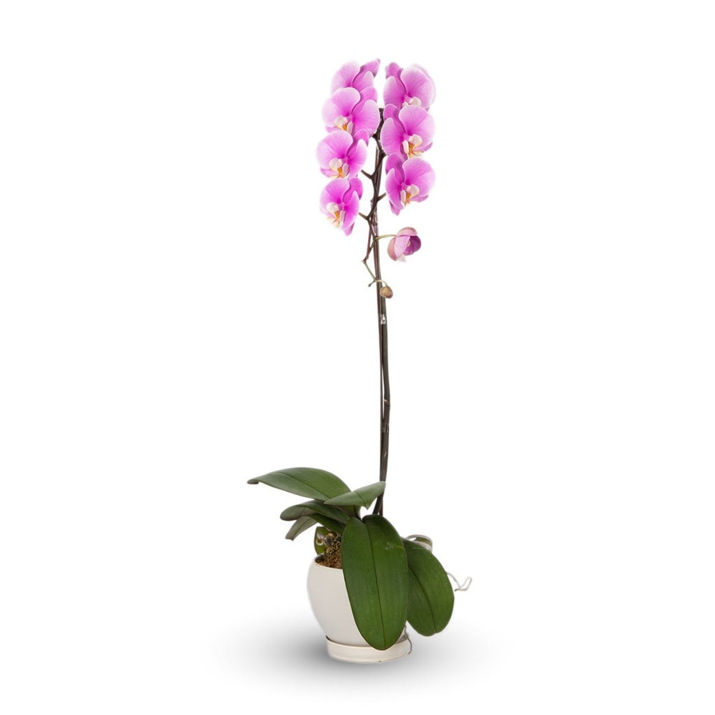 Phalaenopsis Orchid (1 Stalk) (MD)