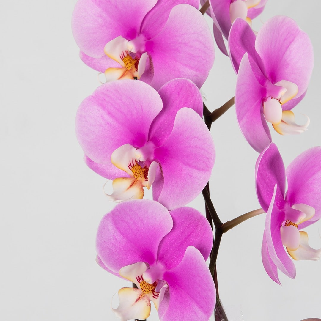 Phalaenopsis Orchid (1 Stalk) (MD)