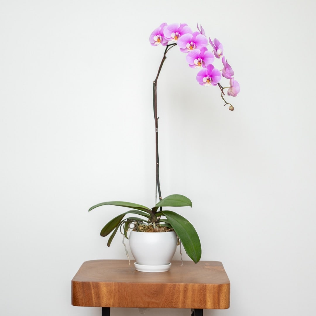 Phalaenopsis Orchid (1 Stalk)