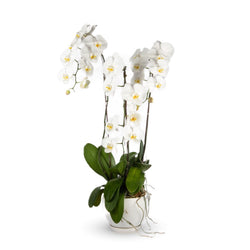 Phalaenopsis Orchid (3 Stalks)