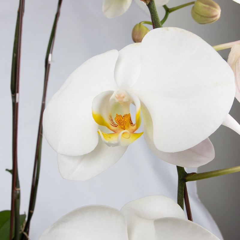 Phalaenopsis Orchid (3 Stalks)