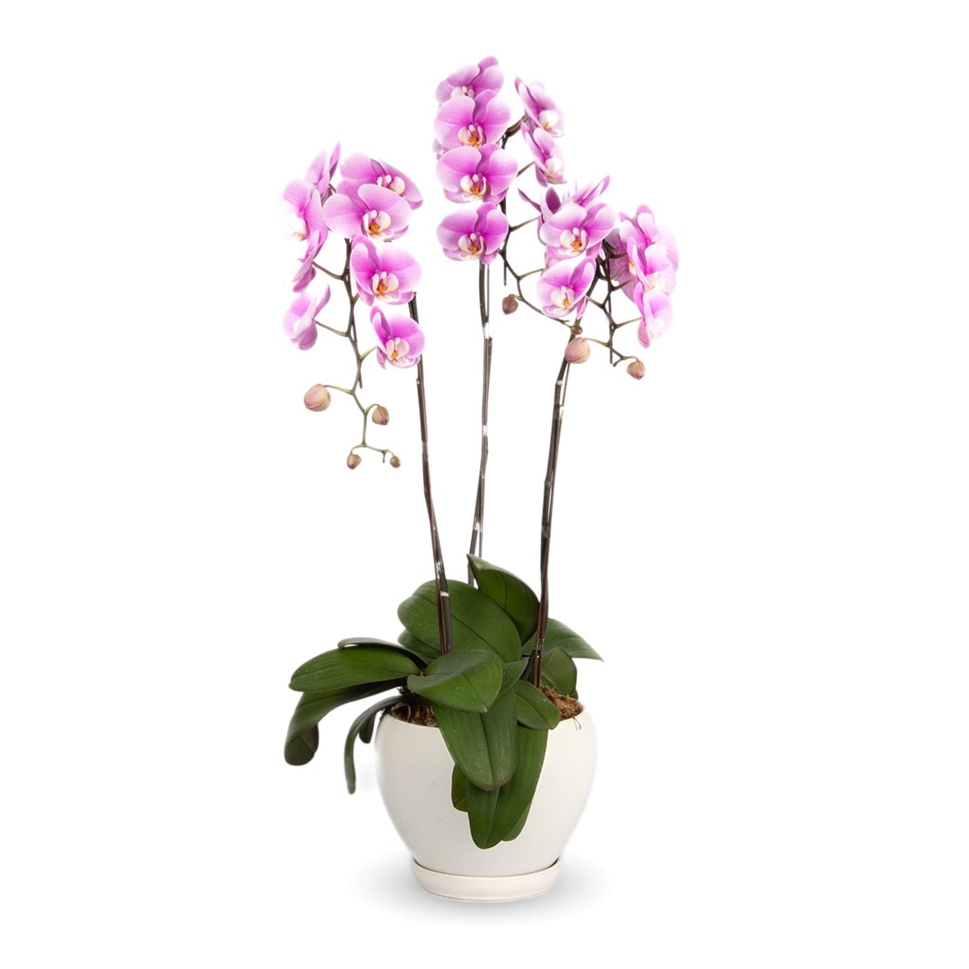 Phalaenopsis Orchid (3 Stalks) (MDV)