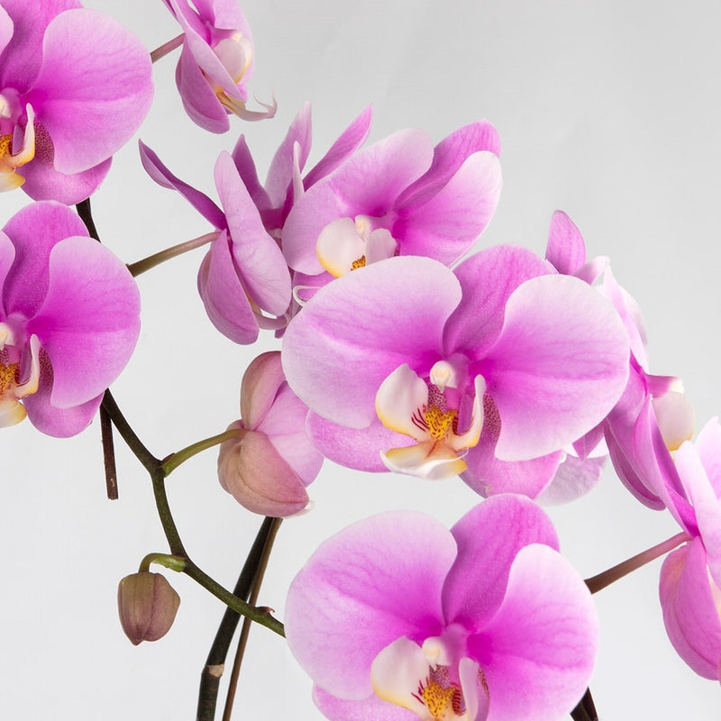Phalaenopsis Orchid (3 Stalks)