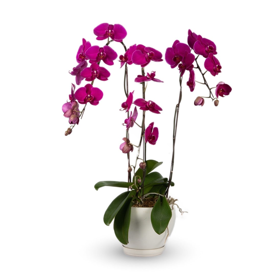Phalaenopsis Orchid (3 Stalks)