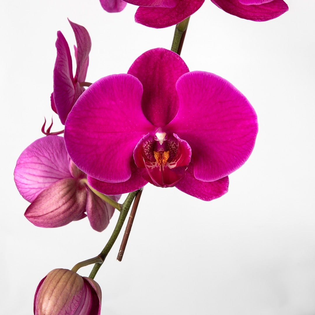 Phalaenopsis Orchid (3 Stalks) (MD)