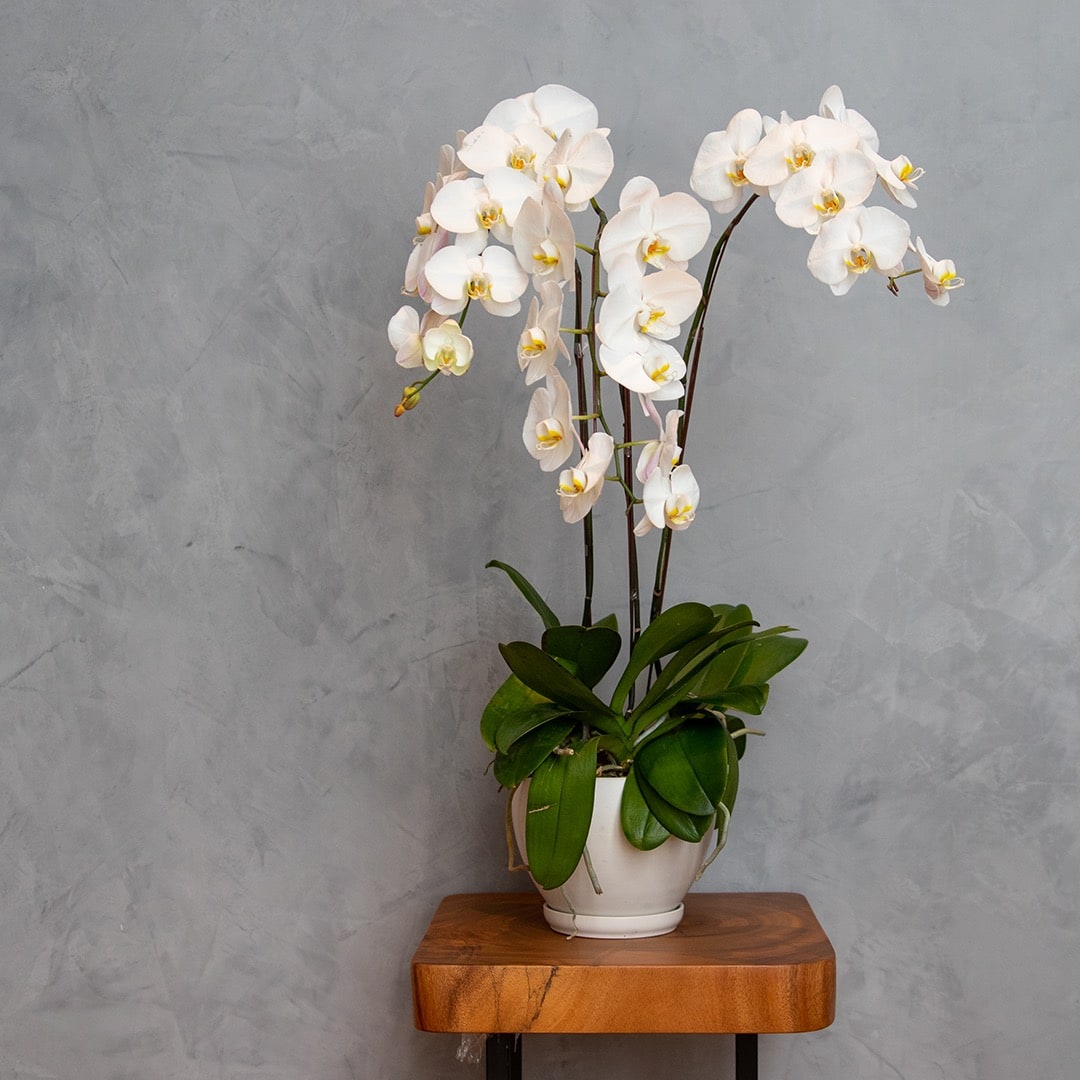 Phalaenopsis Orchid (3 Stalks) (MD)