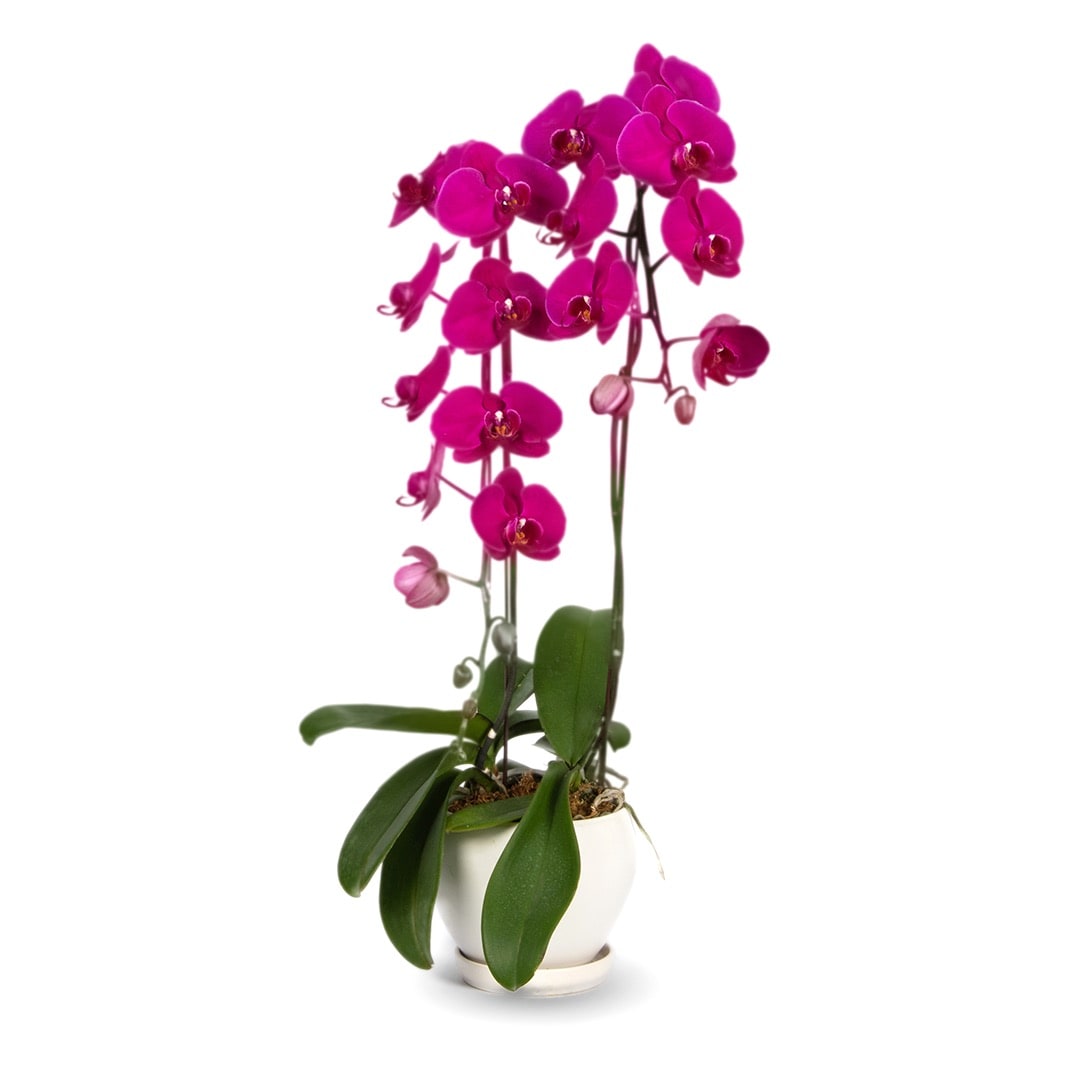 Phalaenopsis Orchid (2 Stalks) (MD)
