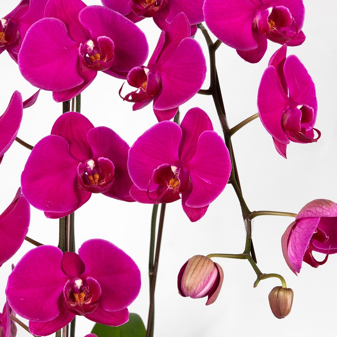 Phalaenopsis Orchid (2 Stalks) (MD)