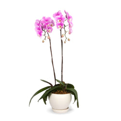 Phalaenopsis Orchid (2 Stalks) (MDV)