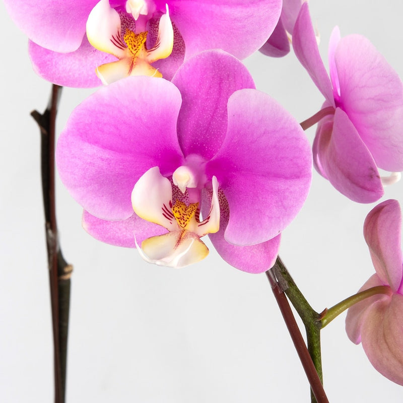 Phalaenopsis Orchid (2 Stalks)