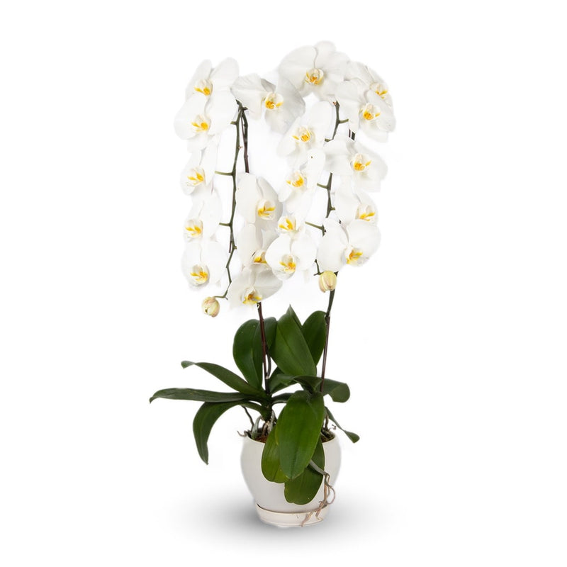 Phalaenopsis Orchid (2 Stalks) (MDV)