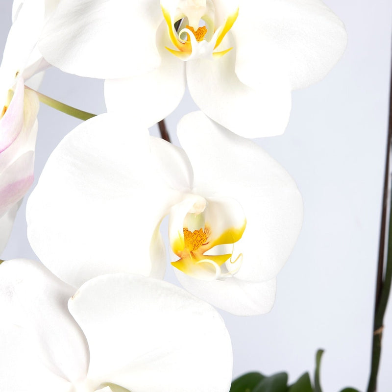 Phalaenopsis Orchid (2 Stalks)