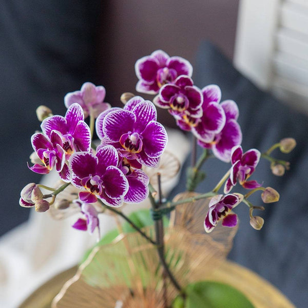 Raya Mini Phalaenopsis Orchid