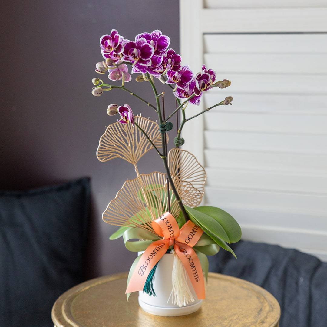 Raya Mini Phalaenopsis Orchid