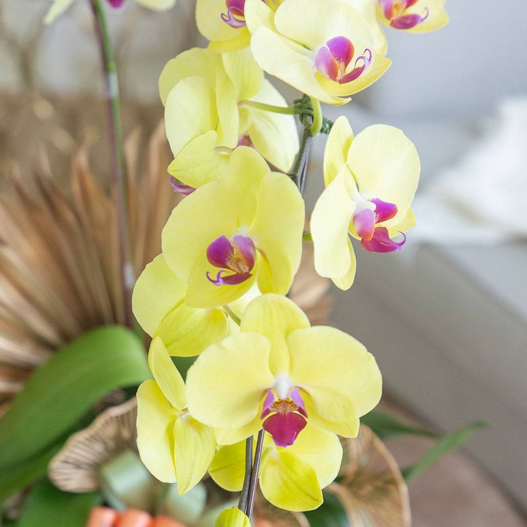 Deepavali Phalaenopsis Orchid (1 stalk)