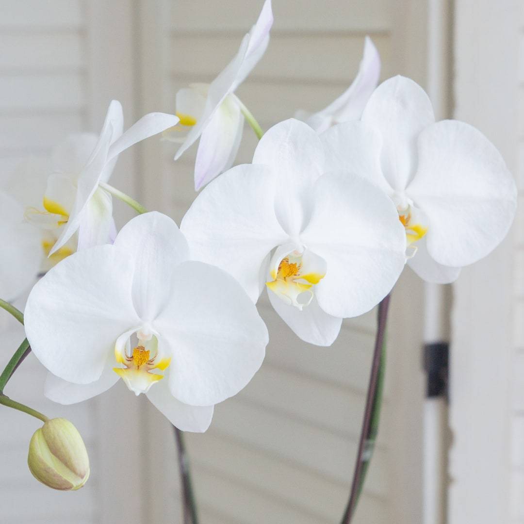 Deepavali Phalaenopsis Orchid (1 stalk)