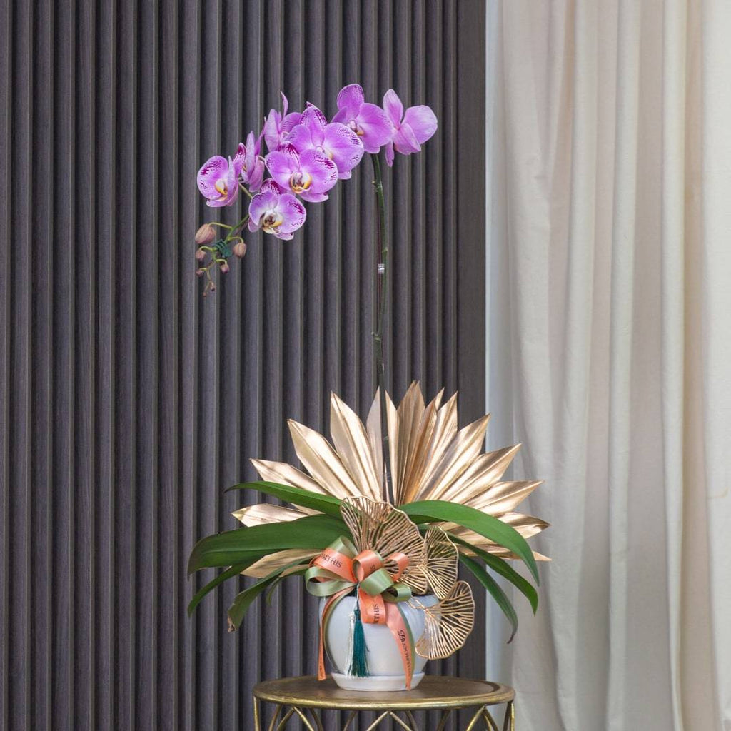 Raya Phalaenopsis Orchid (1 stalk)