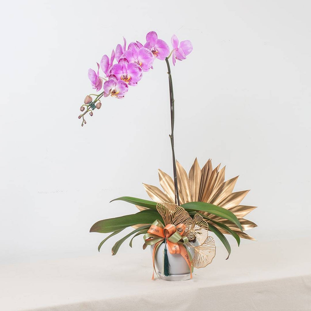 Raya Phalaenopsis Orchid (1 stalk)