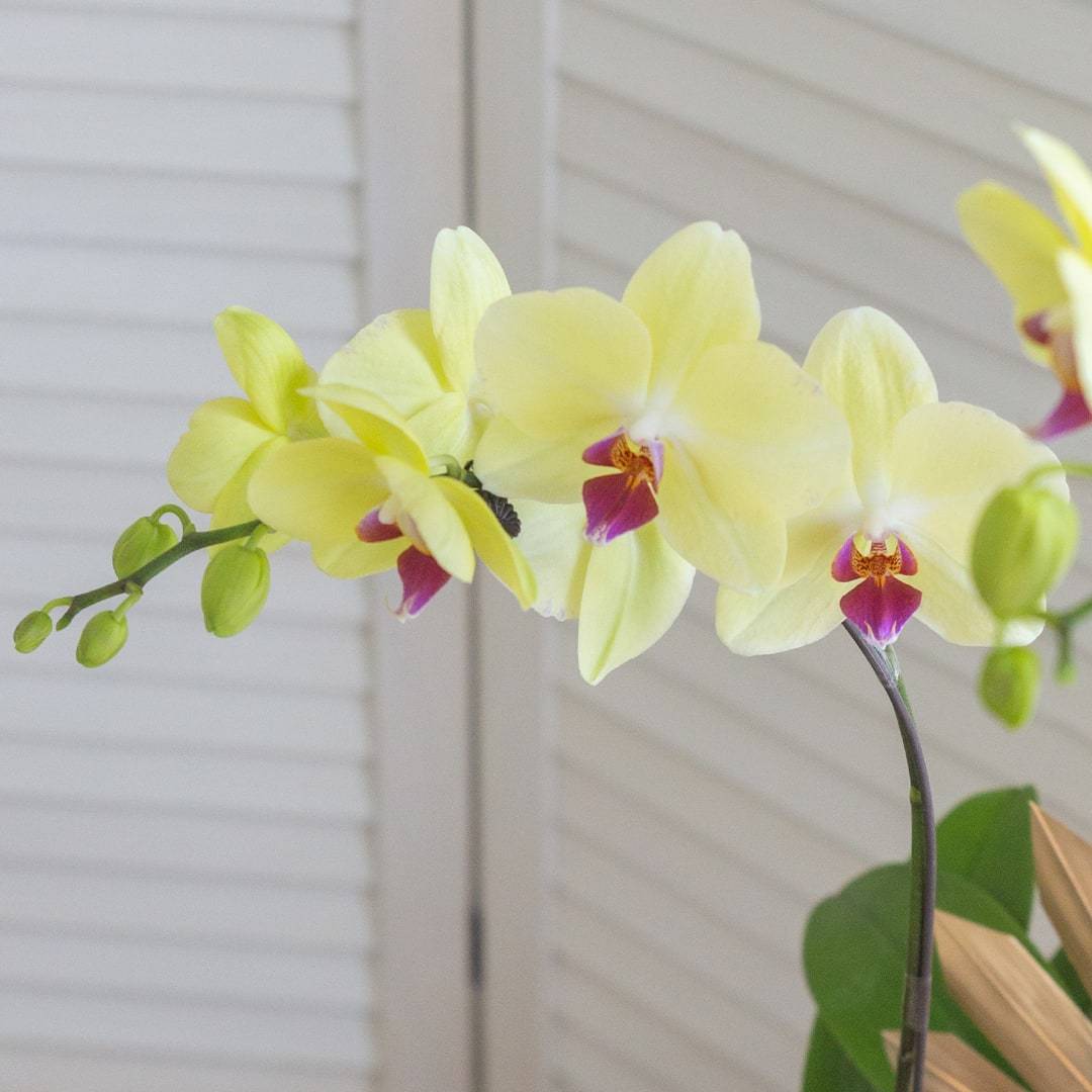 Deepavali Phalaenopsis Orchid (2 stalks)