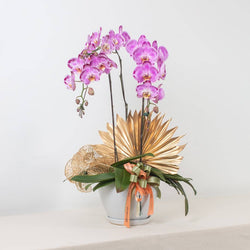 Raya Phalaenopsis Orchid (3 stalks)