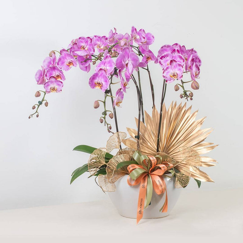 Raya Phalaenopsis Orchid (5 stalks)